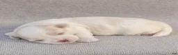 Maltese dogs for sale: Lacie Maltese  - Ad 4