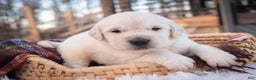 Golden Retriever dogs for sale: Rumble - Ad 3