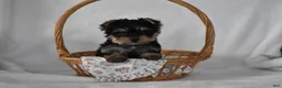 Yorkshire Terrier dogs for sale: Buttons - Ad 14