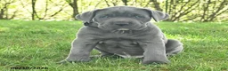Cane Corso dogs for sale: Russler - Ad 2