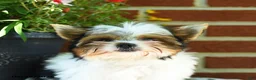 Yorkshire Terrier dogs for sale: Willow - Ad 5
