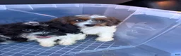 Cavapoo dogs for sale: Cavapoo 1 - Ad 8