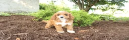 Cavapoo dogs for sale: Autumn - Ad 3