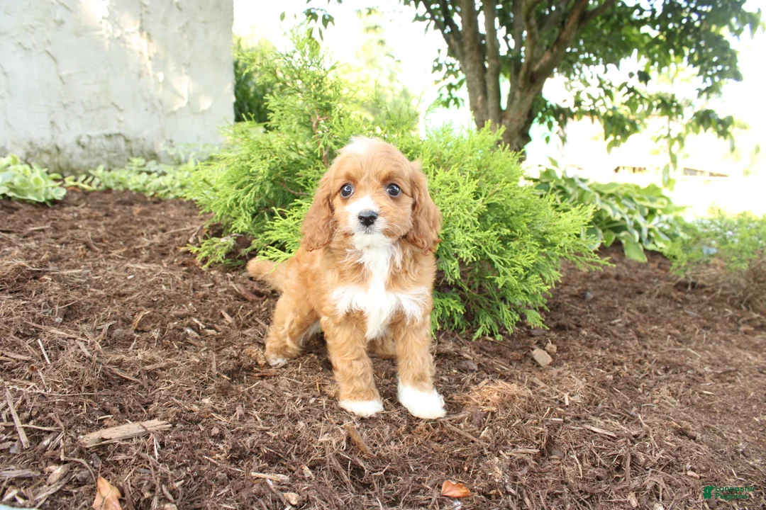 Cavapoo dogs for sale: Autumn - Ad 3