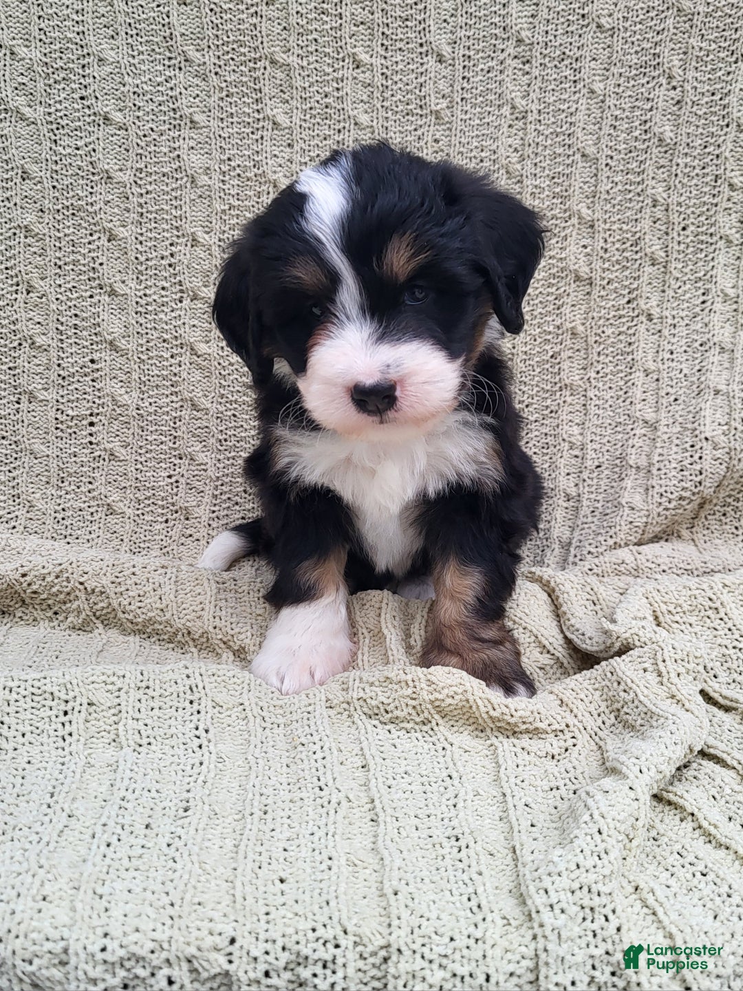 Mini Bernedoodle dogs for sale: Sophie  - Ad 4