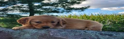 Golden Retriever dogs for sale: Charity - Ad 3