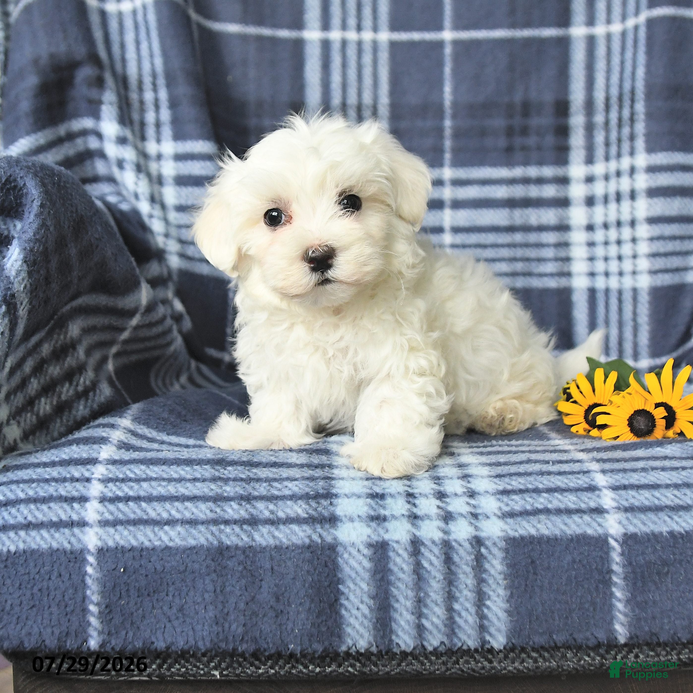 Maltese dogs Dash - Ad 1