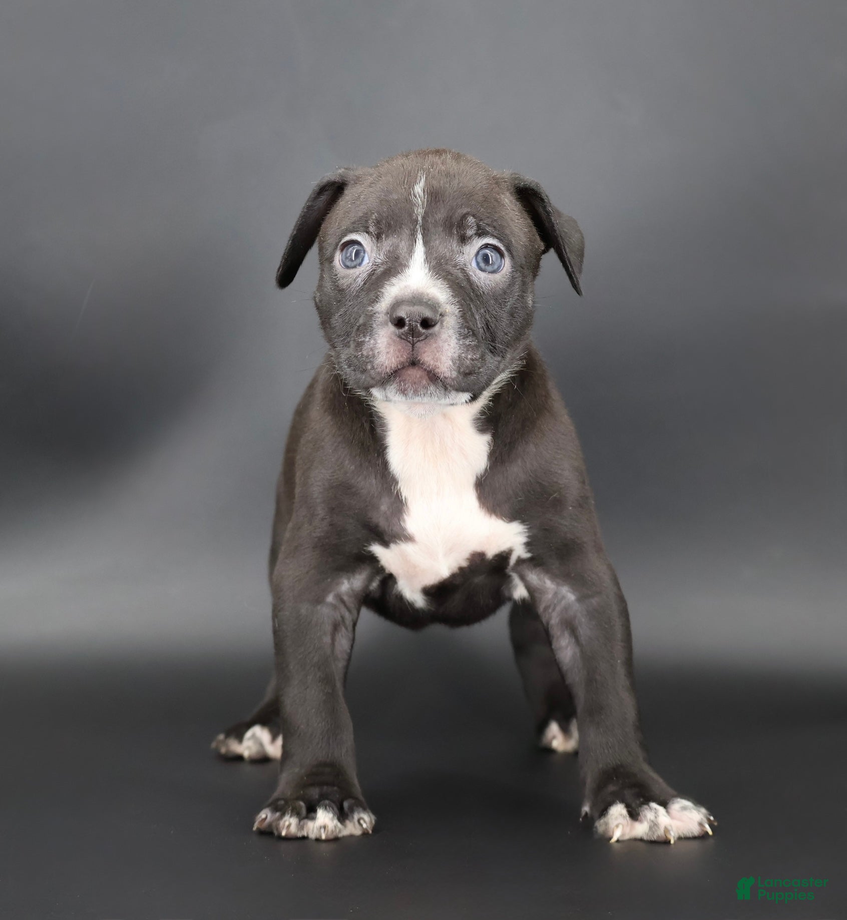 American Bully dogs Amora - Ad 42