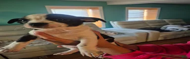 Chihuahua 1