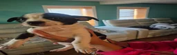 Chihuahua dogs for sale: Chihuahua 1 - Ad 1