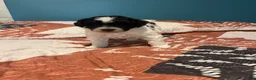 Mini Bernedoodle dogs for sale: Mini Bernedoodle 2 - Ad 1