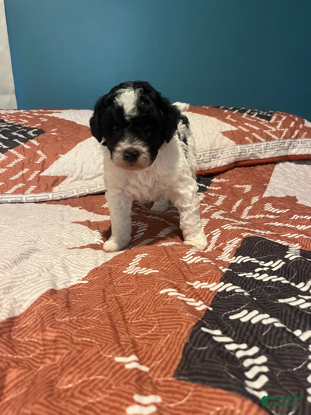 Mini Bernedoodle dogs for sale: Mini Bernedoodle 2 - Ad 1