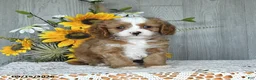 Cavapoo dogs for sale: Nirvaan - Ad 2
