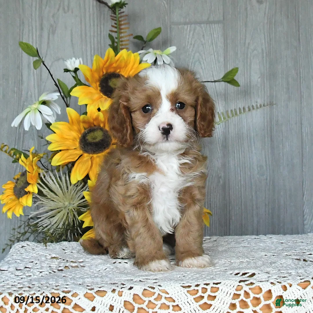 Cavapoo dogs for sale: Nirvaan - Ad 2