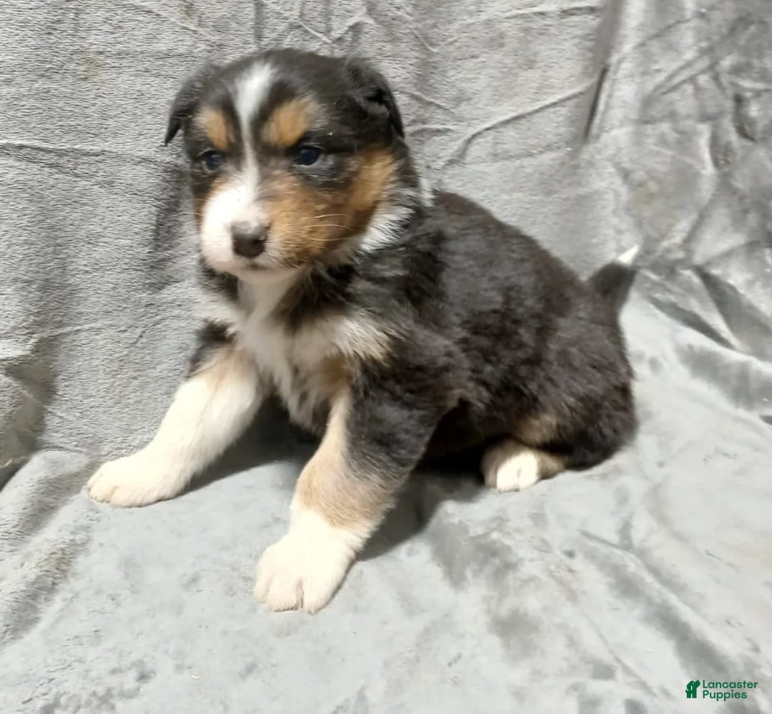 Australian Shepherd dogs for sale: Belle - Ad 1