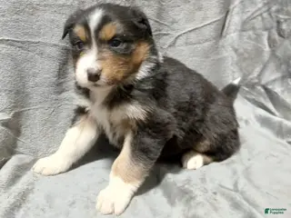 Australian Shepherd dogs Belle - Ad 6