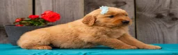 Golden Retriever dogs for sale: Tierra - Ad 6