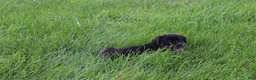 Rottweiler dogs for sale: Brock - Ad 3