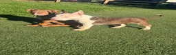 American Bully dogs for sale: Mochi - Ad 3