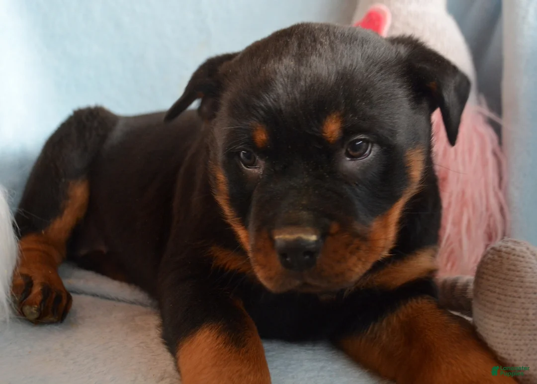 Rottweiler dogs for sale: Rottweiler Puppy 2 Roxy - Ad 2