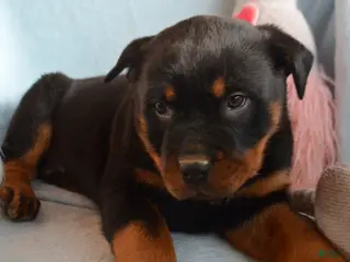 Rottweiler dogs Rottweiler Puppy 2 Roxy - Ad 8