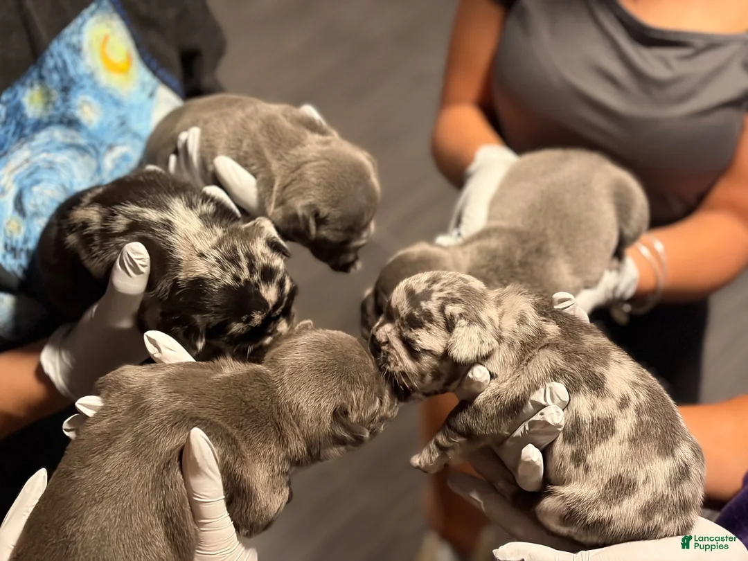 French Bulldog dogs for sale: French Bulldog 4 - Ad 1