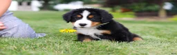Bernese Mountain Dog dogs for sale: Victor - Ad 10
