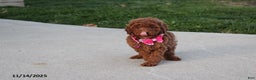 Toy Poodle dogs for sale: Pearl - Ad 5
