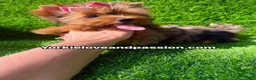 Yorkshire Terrier dogs for sale: Yorkshire Terrier 1 - Ad 2