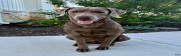 Labrador Retriever dogs for sale: Blue- Male - Ad 6