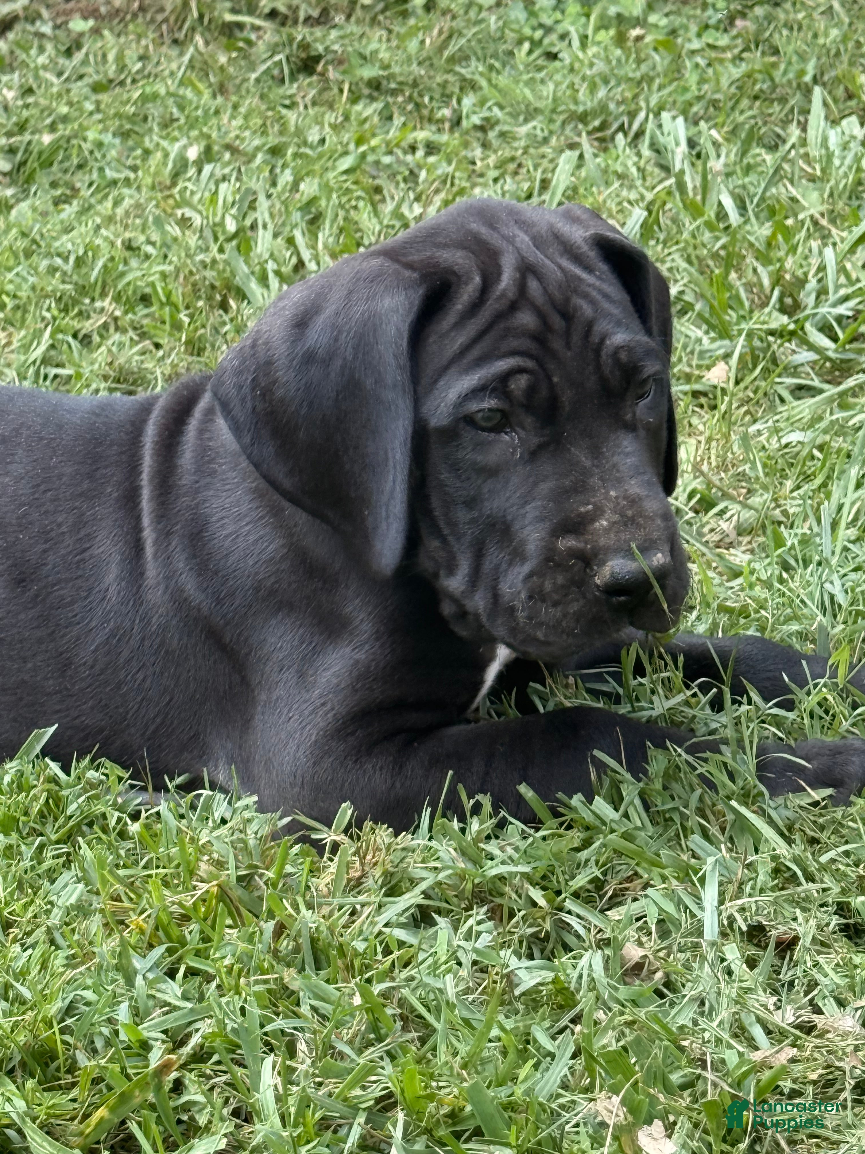 Great Dane dogs Nikki Sixx - Ad 2