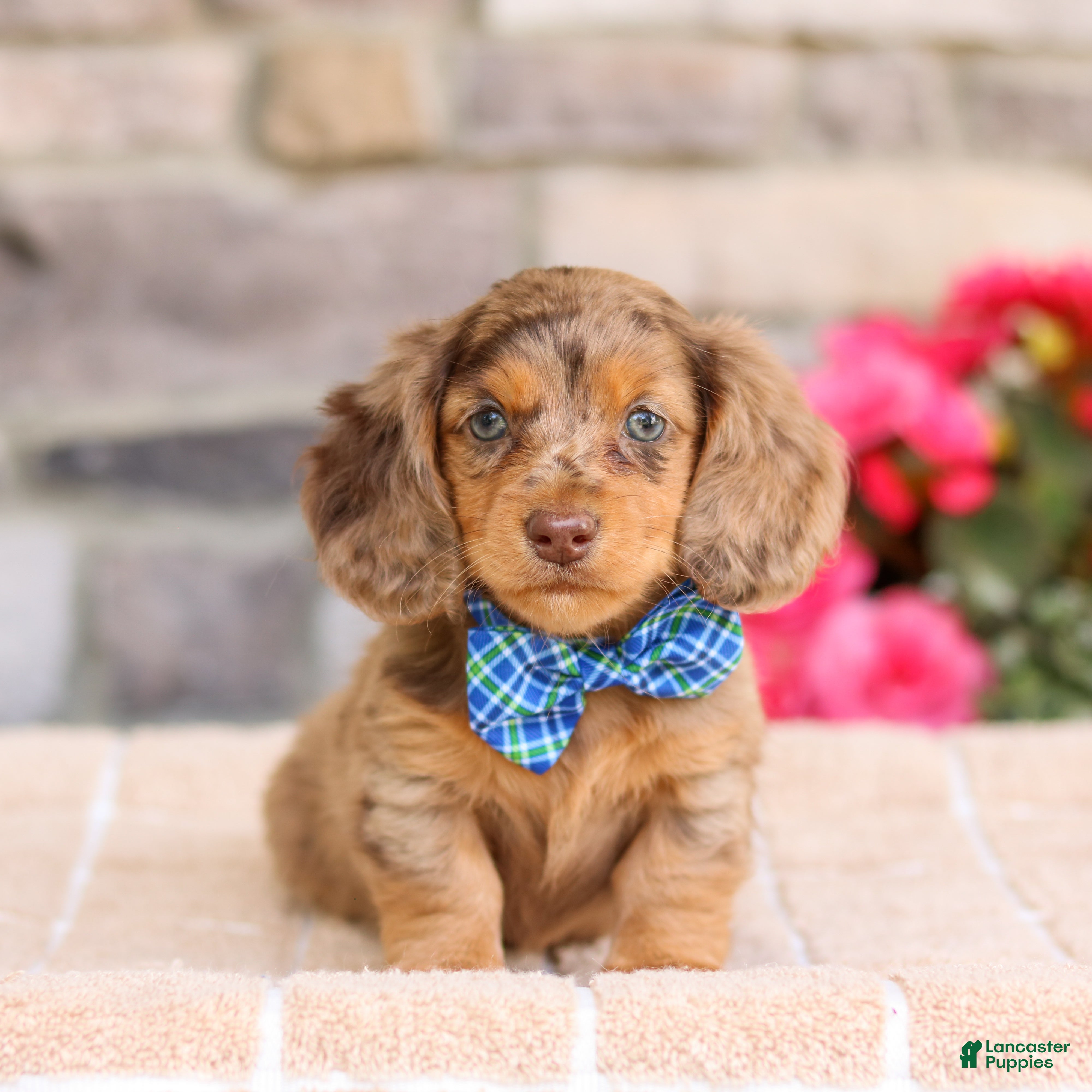 Miniature Dachshund dogs Louie  - Ad 2
