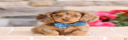 Miniature Dachshund dogs for sale: Louie  - Ad 2