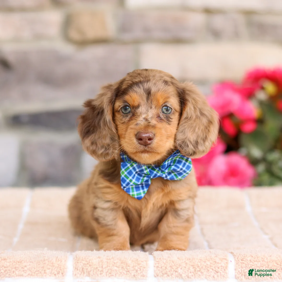 Miniature Dachshund dogs for sale: Louie  - Ad 2