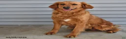 Golden Retriever dogs for sale: Pippa - Ad 6