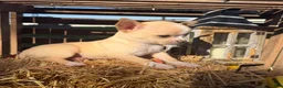 Chihuahua dogs for sale: Amber - Ad 3