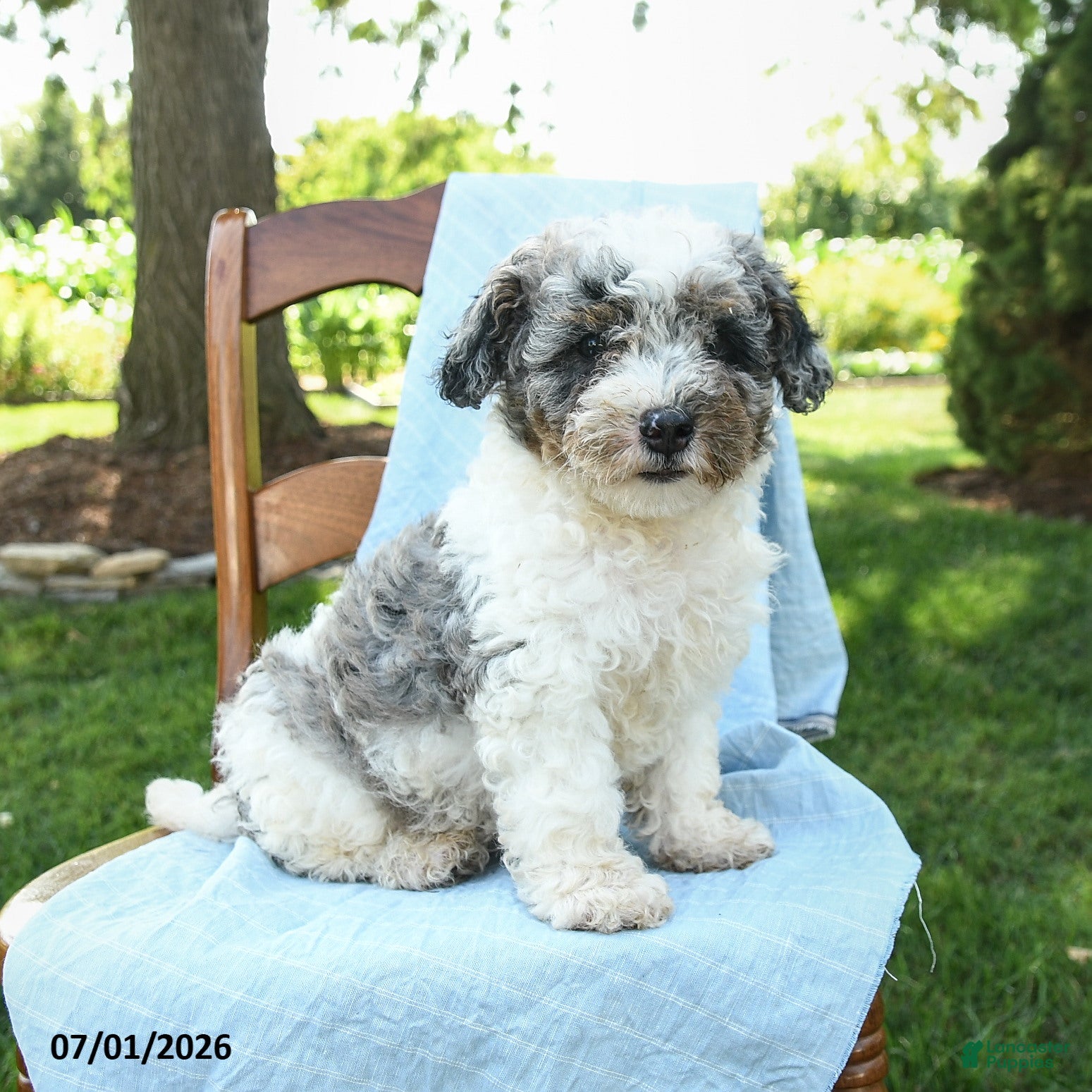 Mini Bernedoodle dogs Classy - Ad 1