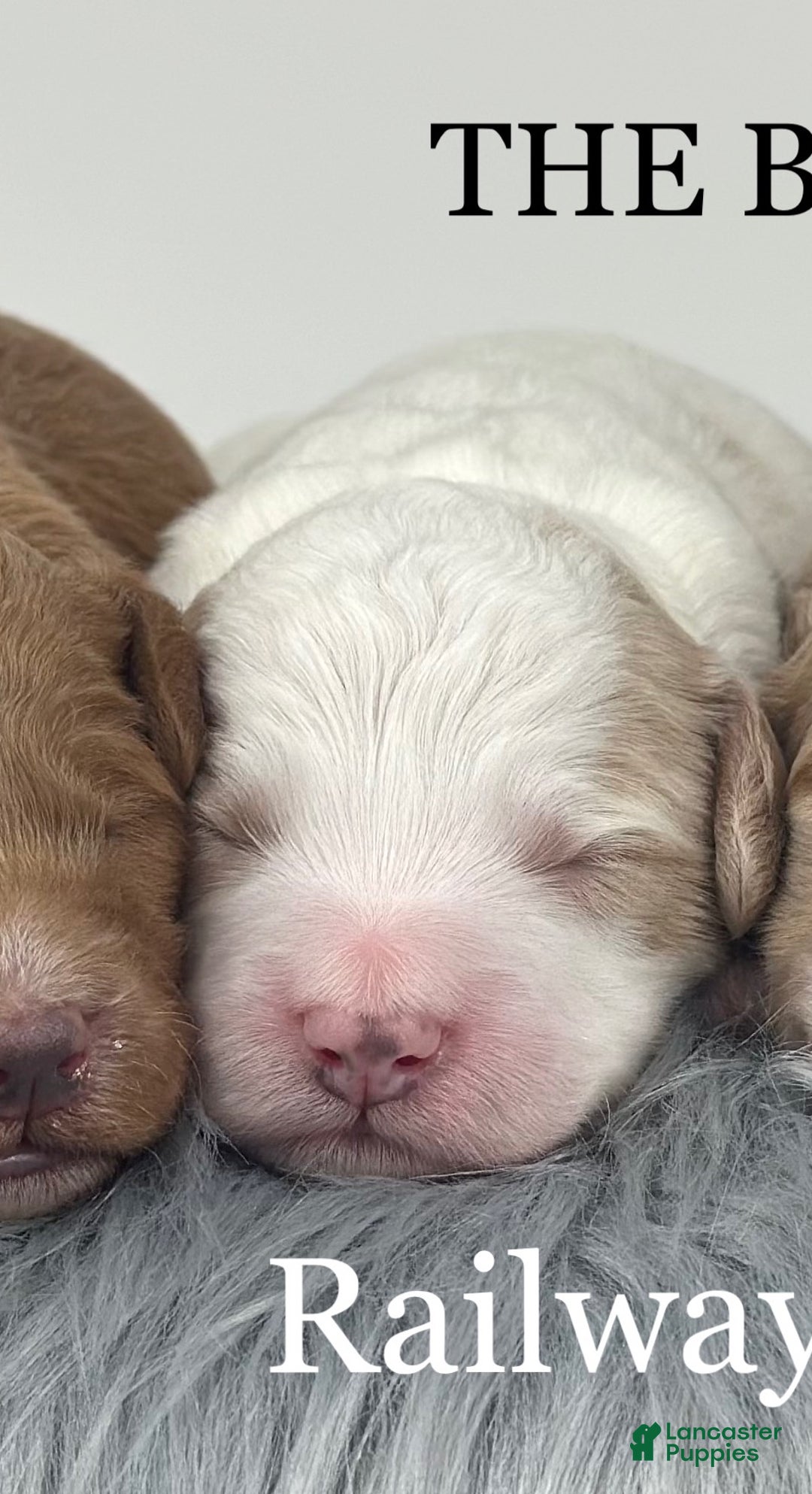 Goldendoodle dogs for sale: F1b Mini Boy 2 - Ad 1