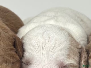 Goldendoodle dogs for sale: F1b Mini Boy 2 - Ad 2