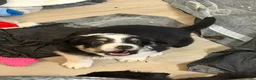 Australian Shepherd dogs for sale: Rover - Ad 6