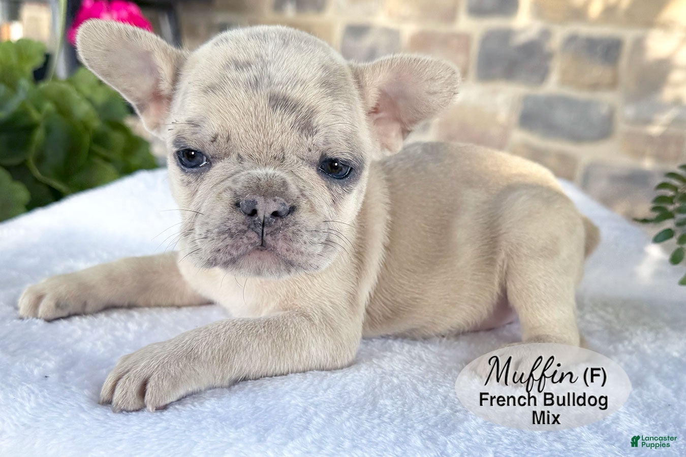 French Bulldog dogs Muffin - Ad 2
