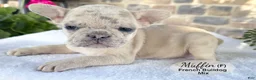 Mixed Breed dogs for sale: Muffin - Ad 2