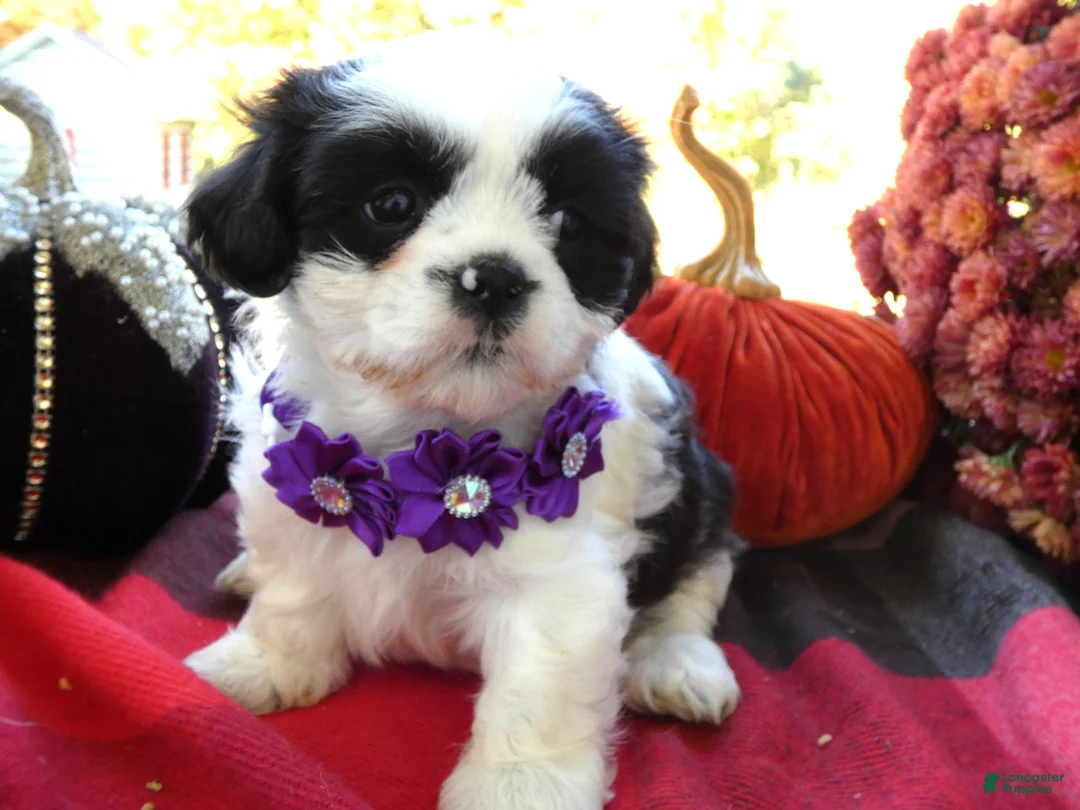 Shih Tzu dogs for sale: Shih Tzu 8 Catrina - Ad 1