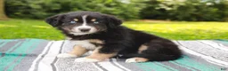 Australian Shepherd dogs for sale: Skipper - Ad 3