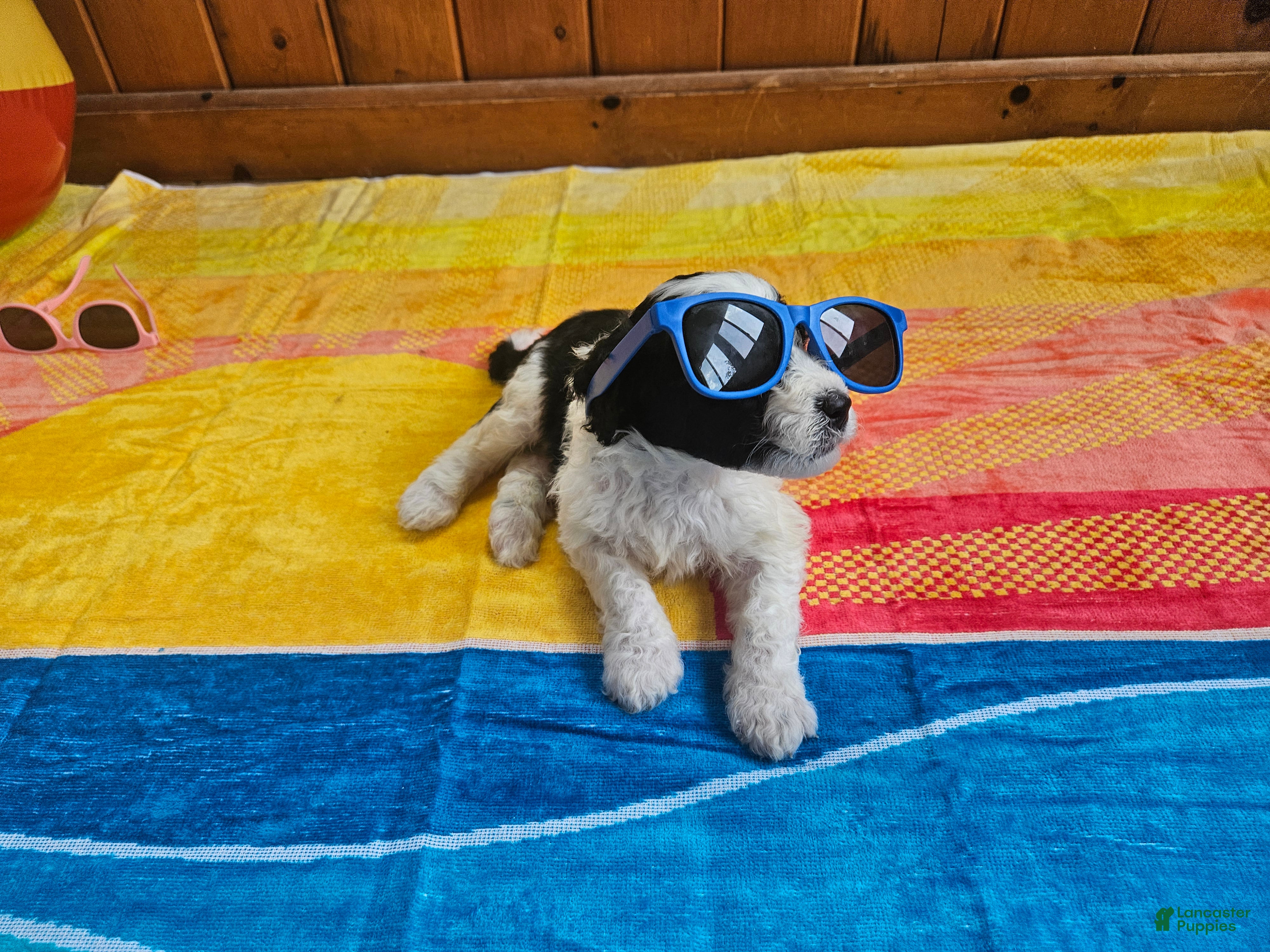 Portuguese Water Dog dogs Oreo - Ad 20