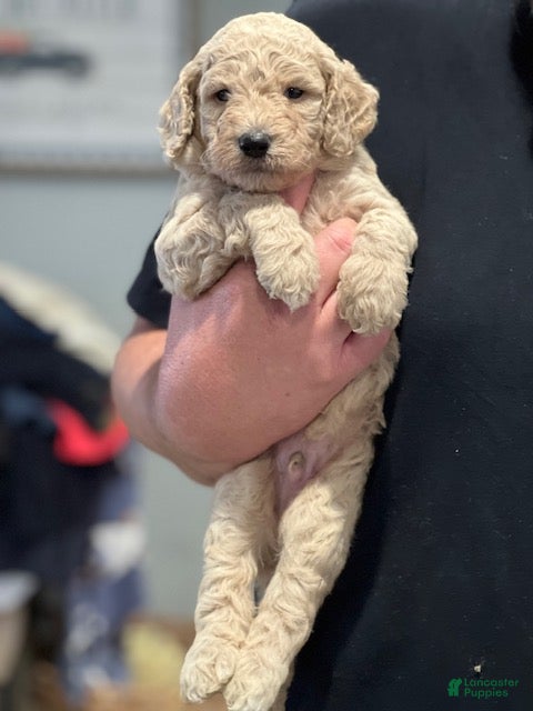 Standard Poodle dogs Standard Goldendoodles - Ad 2