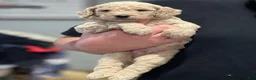 Standard Poodle dogs for sale: Standard Goldendoodles - Ad 2