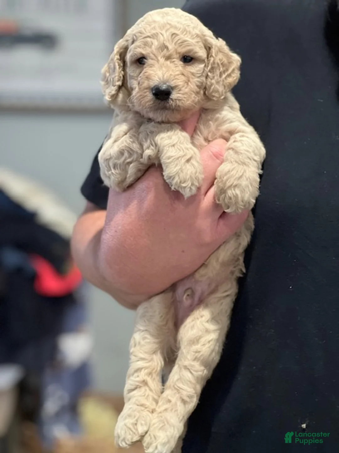 Standard Poodle dogs for sale: Standard Goldendoodles - Ad 2