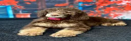 Standard Poodle dogs for sale: Daisy - Ad 13