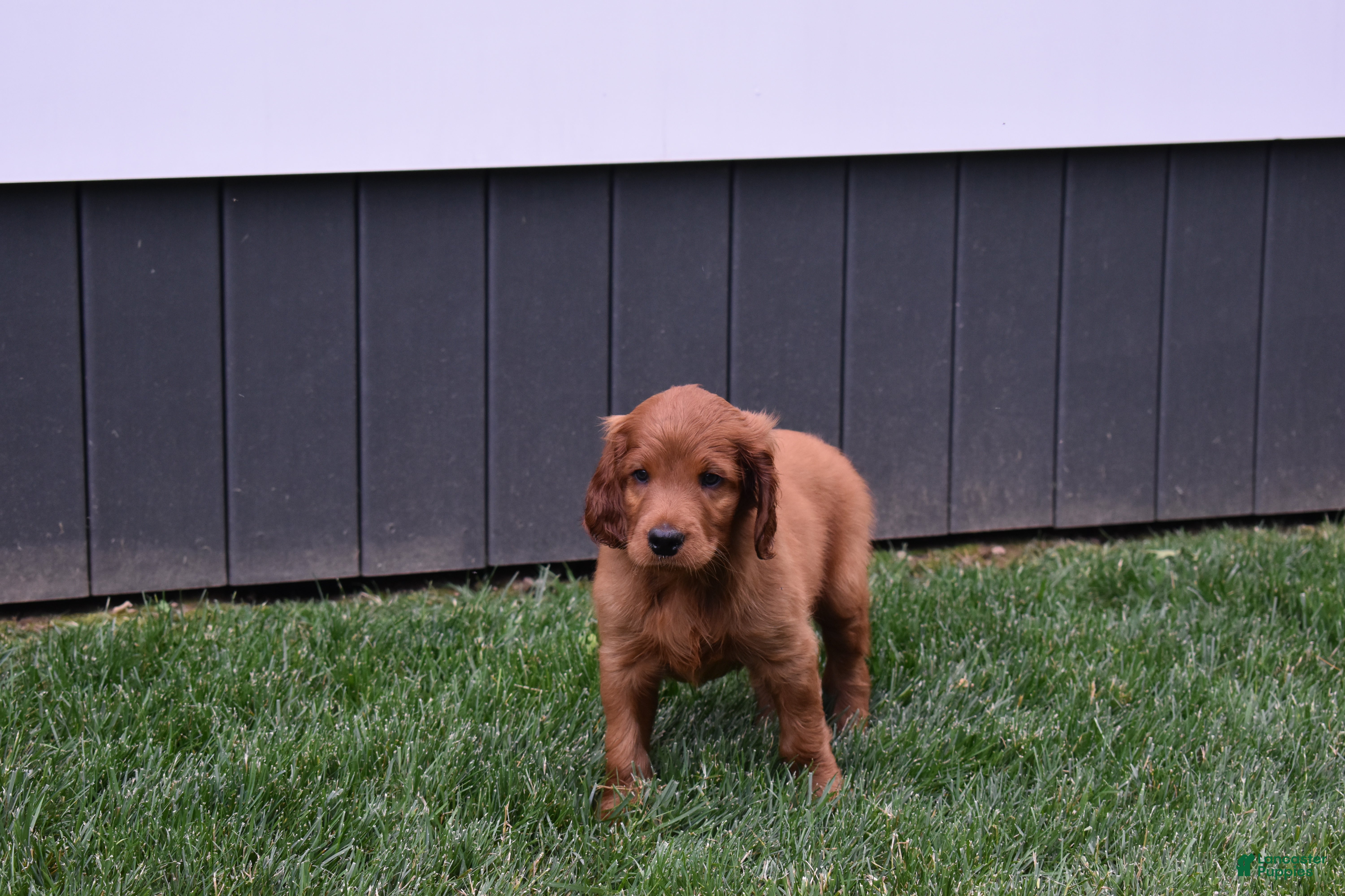 Irish Setter dogs Rascal  - Ad 2